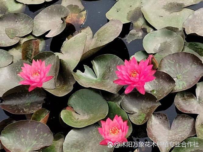 睡莲花的种植方法