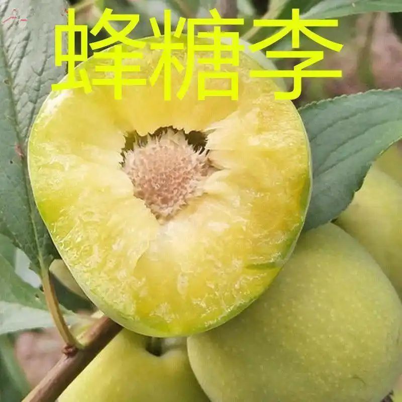 贵州适合种植什么果树