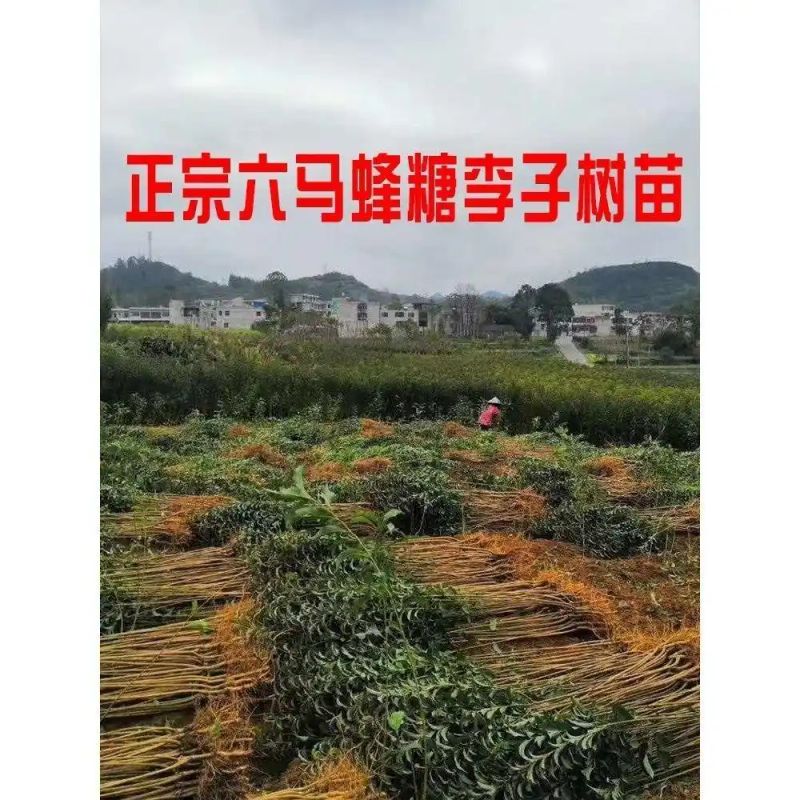 贵州适合种植什么果树