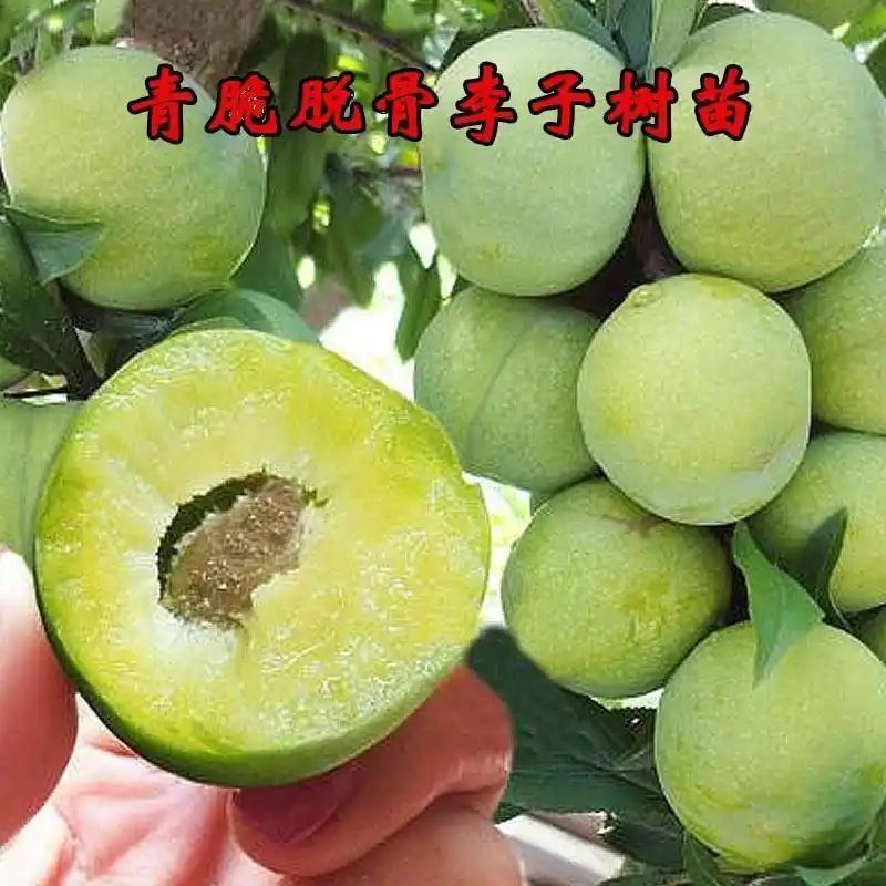 贵州适合种植什么果树
