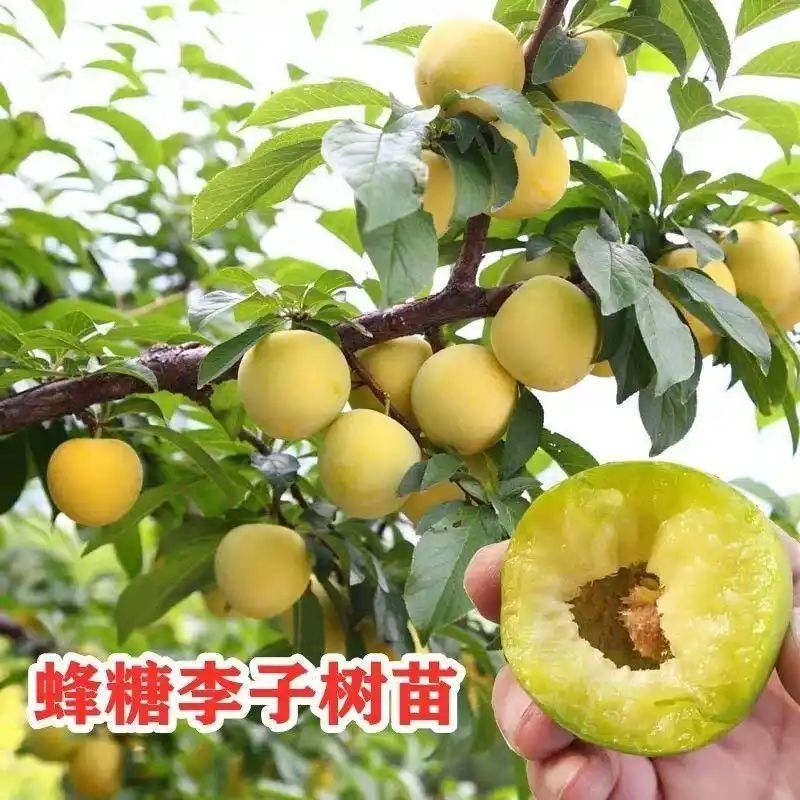 贵州适合种植什么果树
