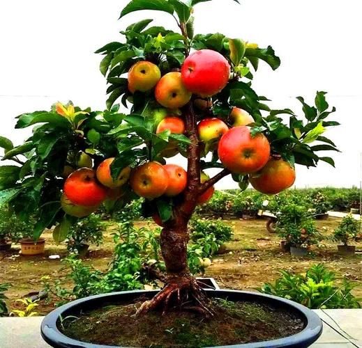 盆栽苹果的种植方法