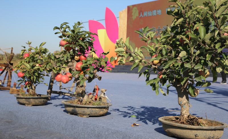盆栽苹果的种植方法
