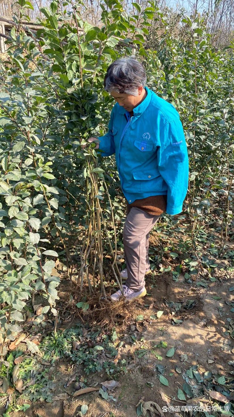 贵州适合种植什么果树