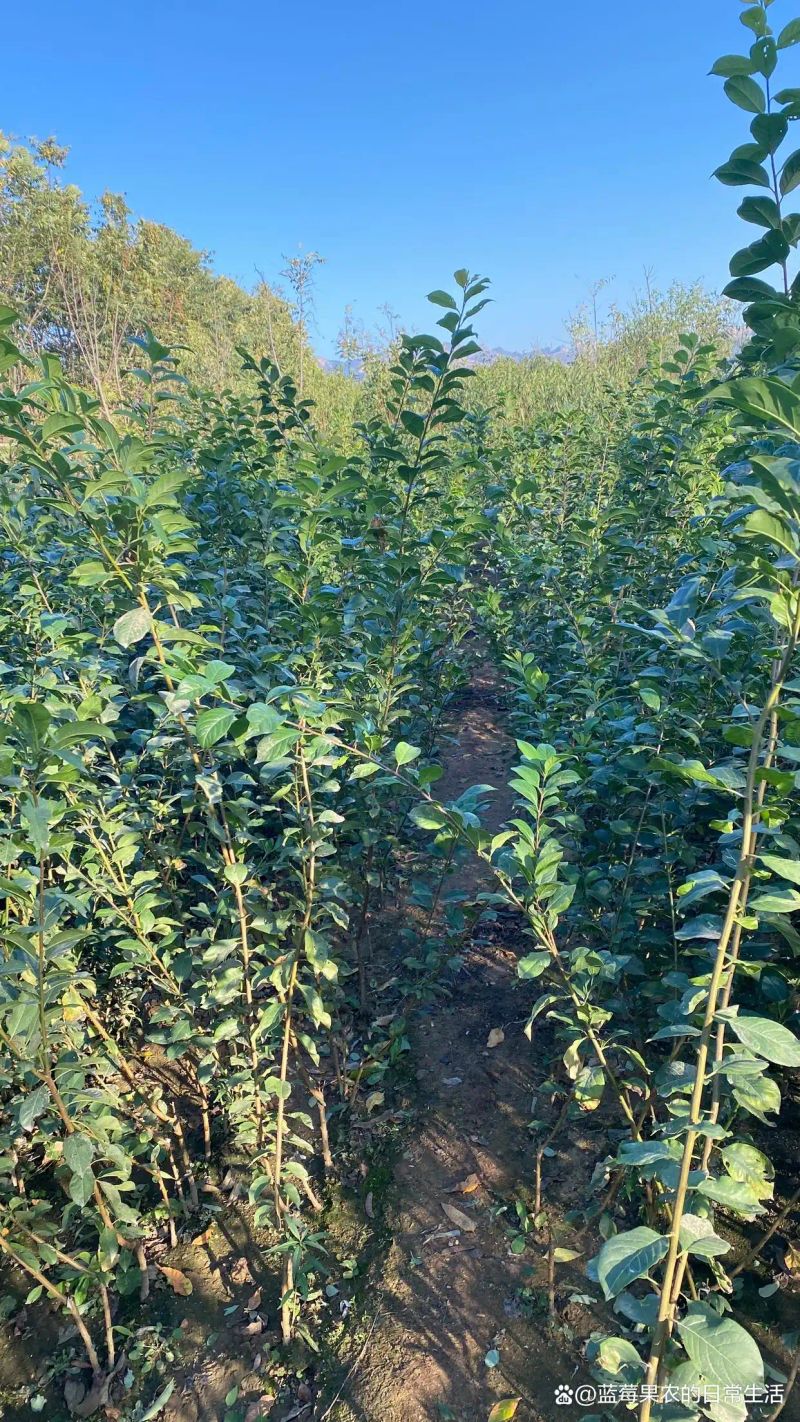 贵州适合种植什么果树