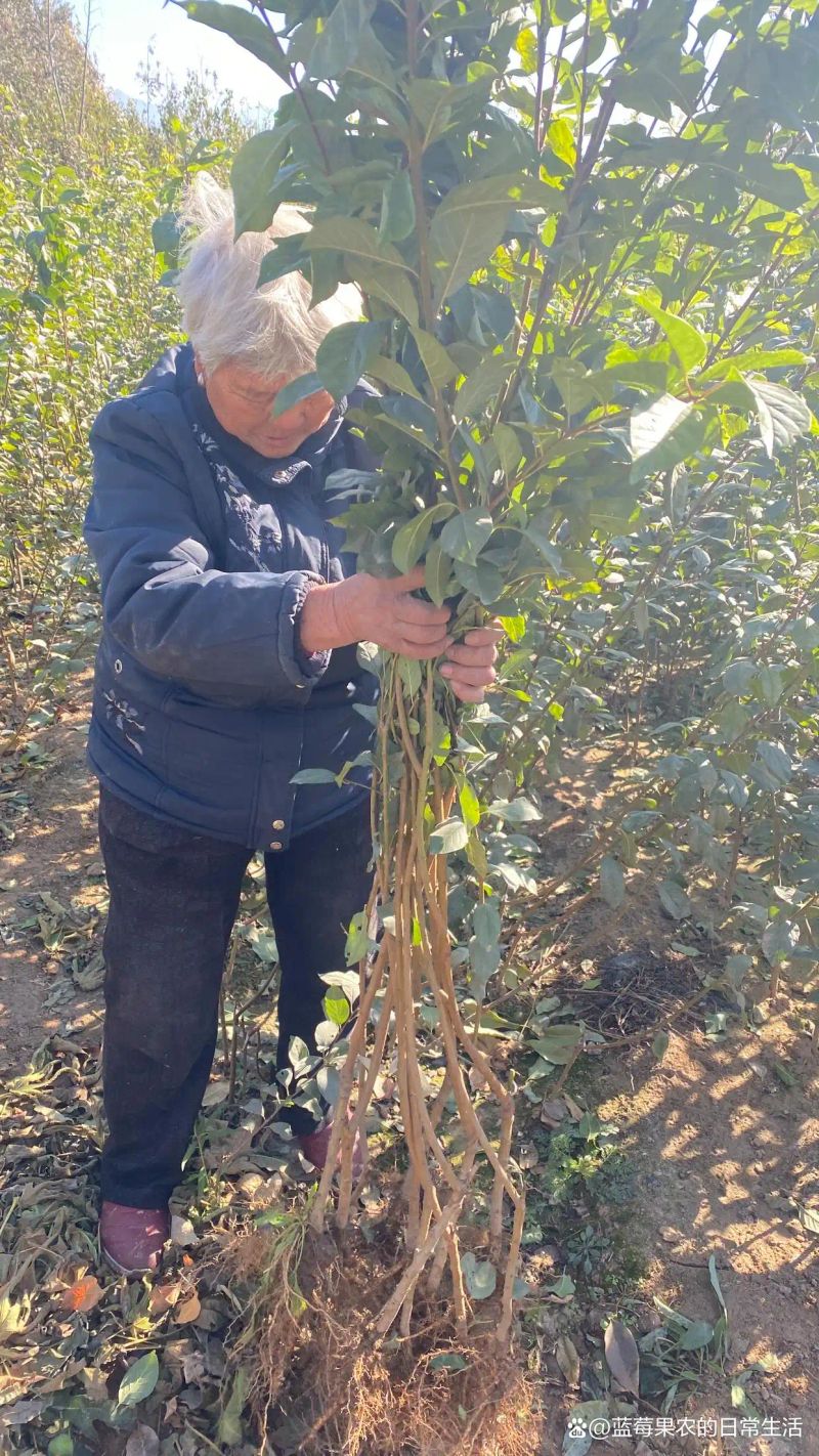 贵州适合种植什么果树