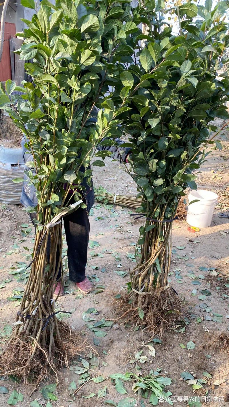 贵州适合种植什么果树