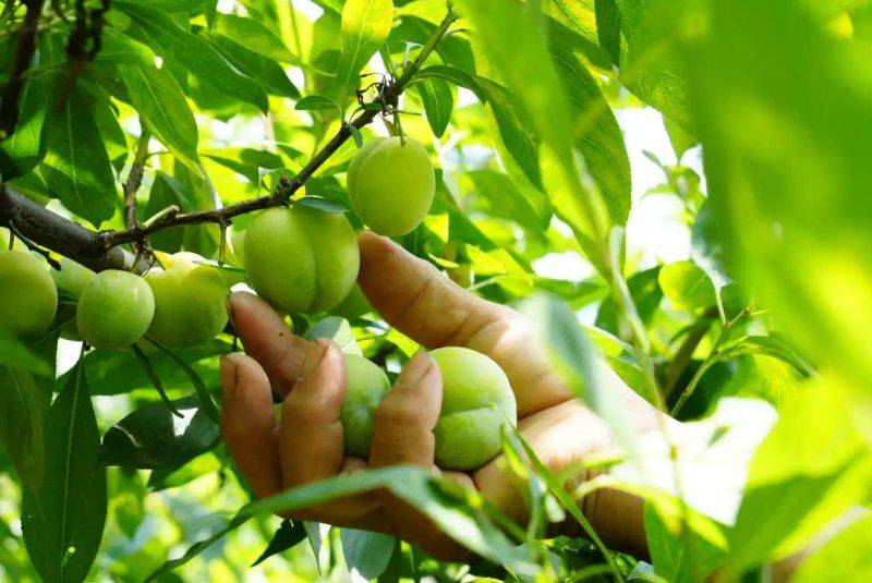 What kind of fruit tree does guizhou grow