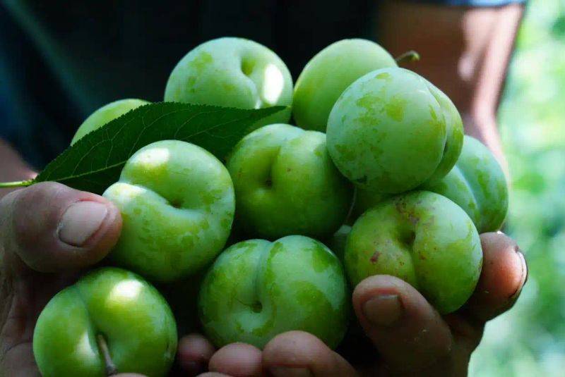 What kind of fruit tree does guizhou grow