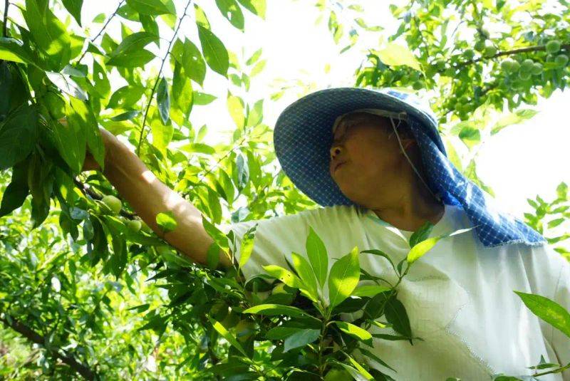 What kind of fruit tree does guizhou grow