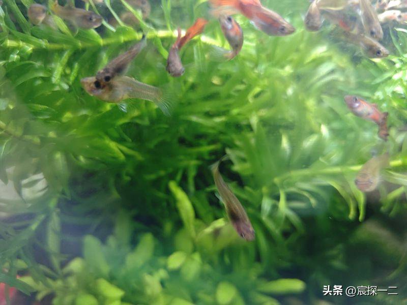 新手零失败水草！蜈蚣草：我鱼缸里的“绿色瀑布”养成记