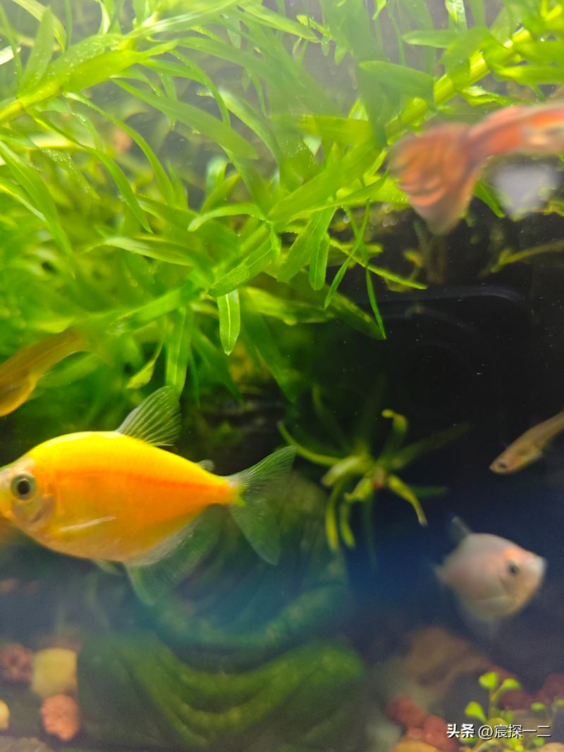 水草莫斯的种植技术