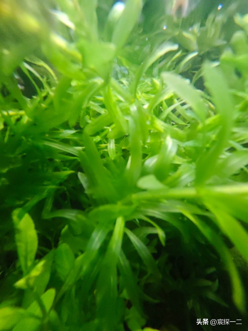 水草莫斯的种植技术