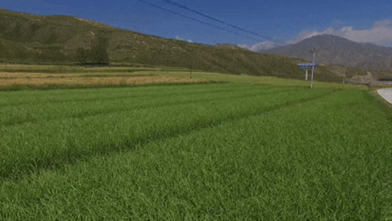 青蒜苗种植技术