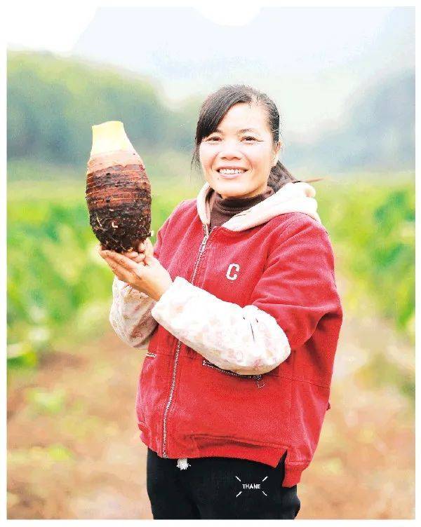 Potato cultivation and management methods