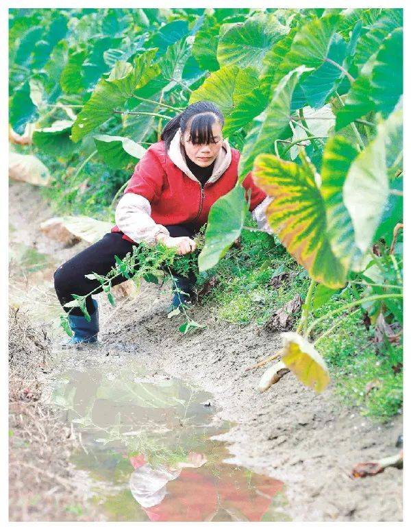 Potato cultivation and management methods