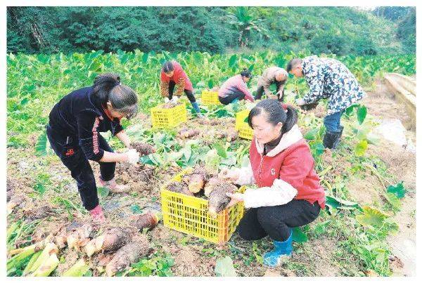 Potato cultivation and management methods