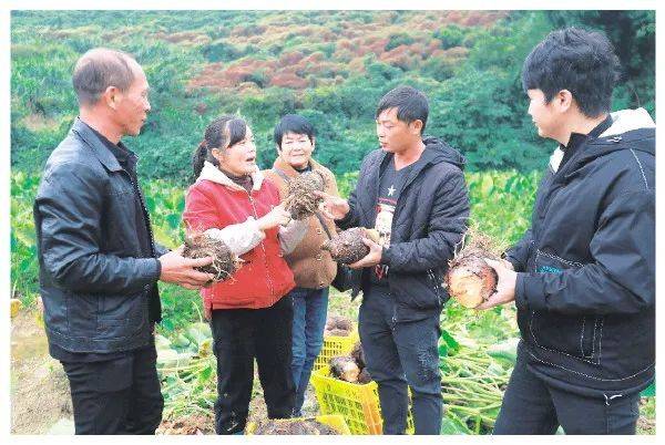 Potato cultivation and management methods