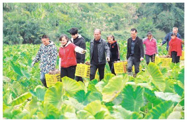 Potato cultivation and management methods