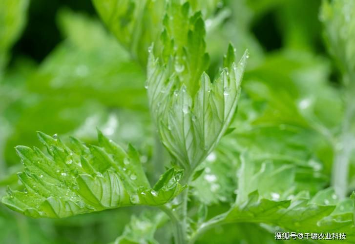 艾草怎么种植方法视频