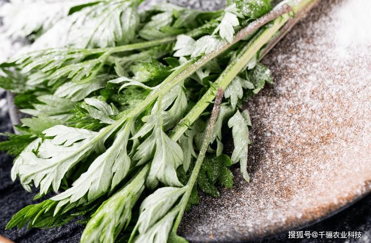 艾草怎么种植方法视频