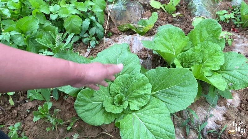 白菜种植技术视频