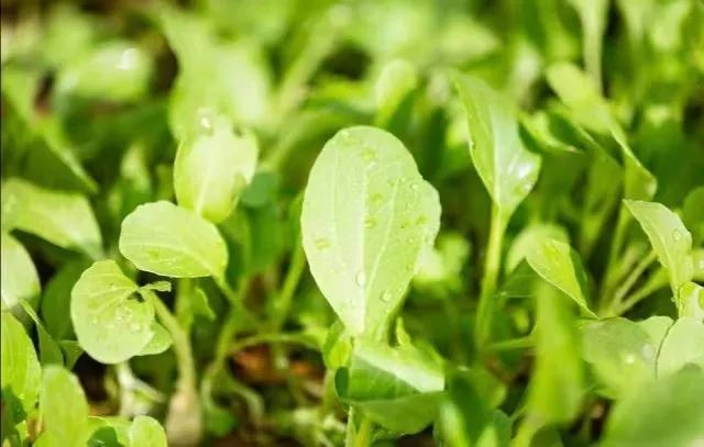 白菜种植技术视频