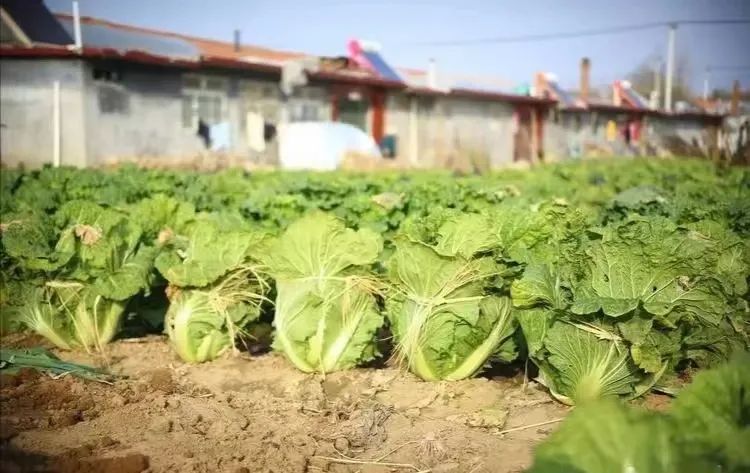 白菜种植技术视频