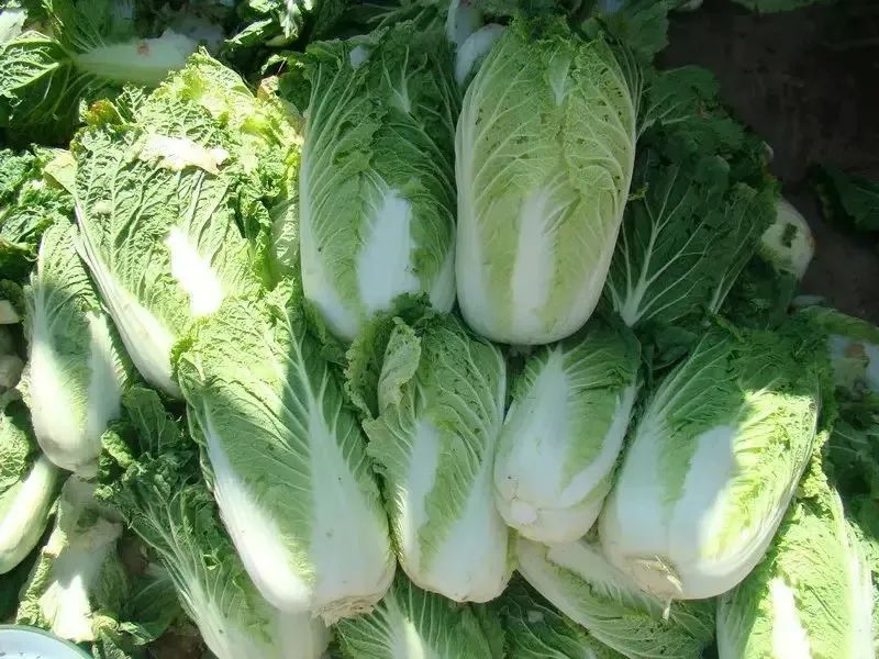 白菜种植技术视频