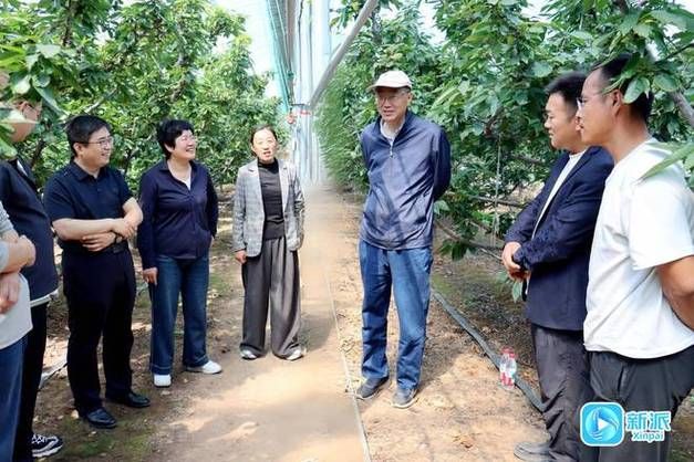 大棚樱桃种植技术