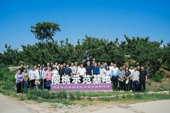 大棚樱桃种植技术
