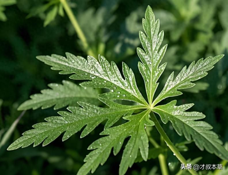 艾草怎么种植方法视频