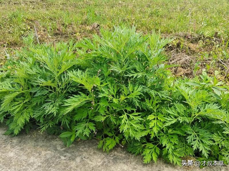 艾草怎么种植方法视频