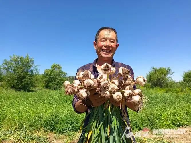青蒜苗种植技术