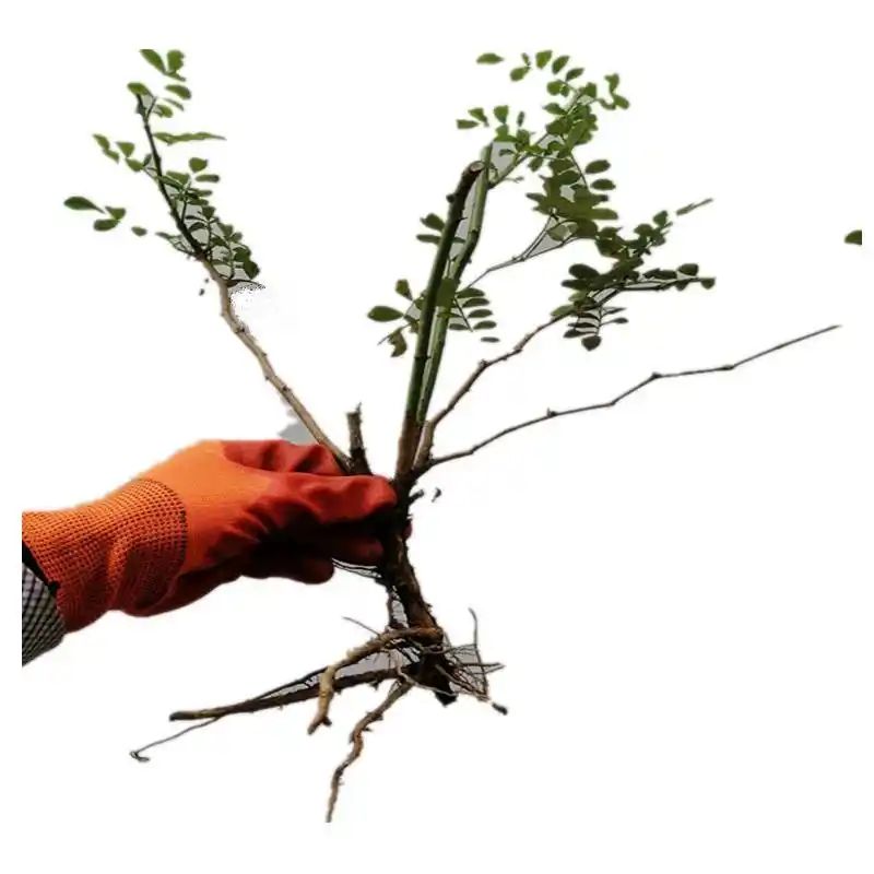 贵州适合种植什么果树