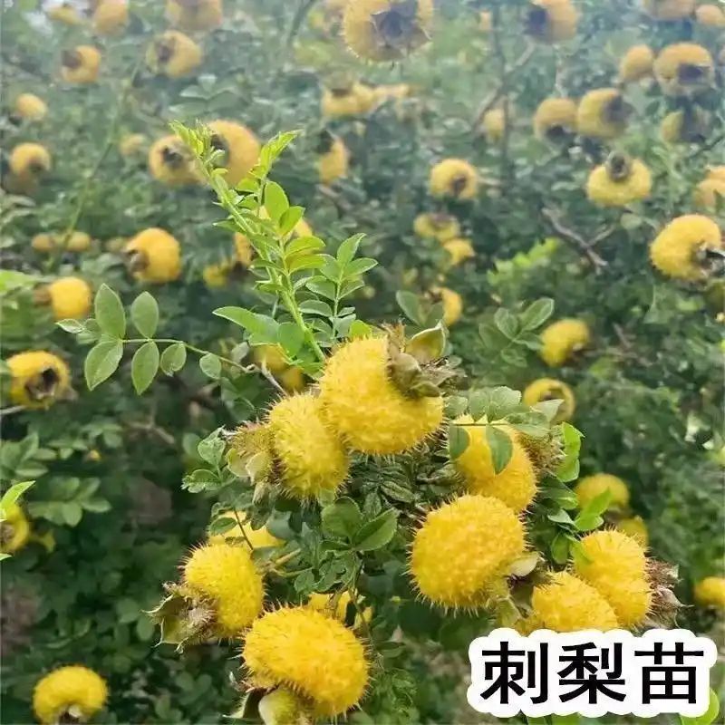 贵州适合种植什么果树