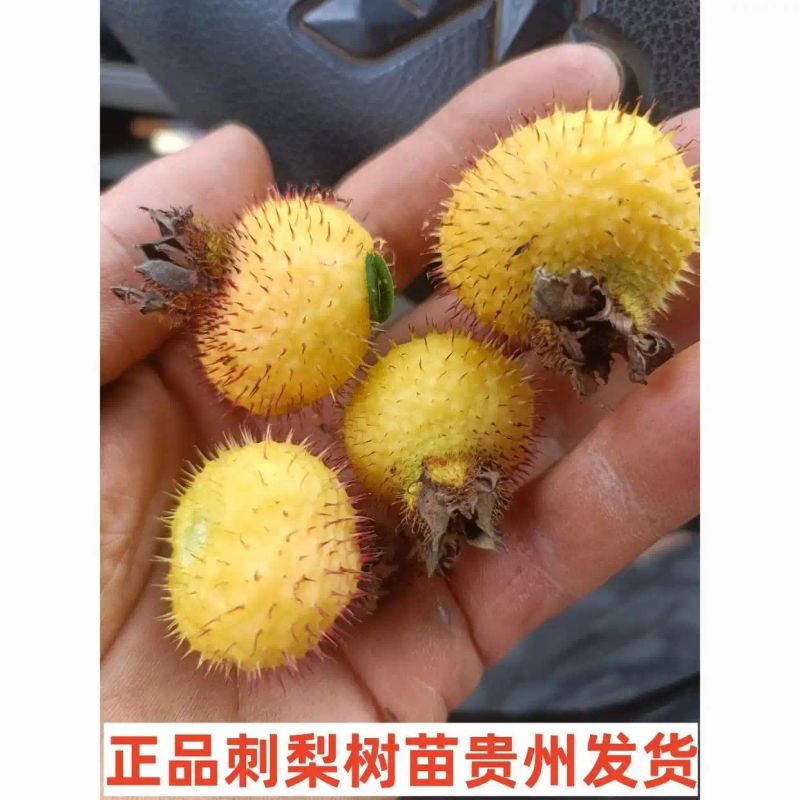 贵州适合种植什么果树