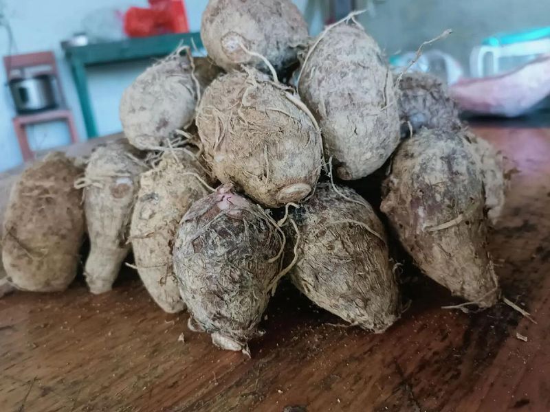 毛芋头的种植技术