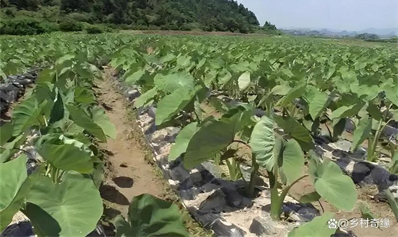 毛芋头的种植技术