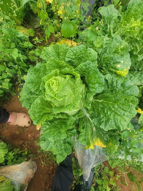 白菜种植技术视频