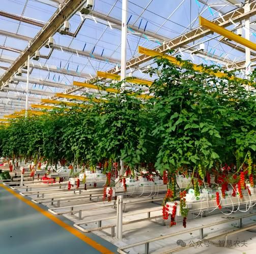 大棚西瓜种植技术大全