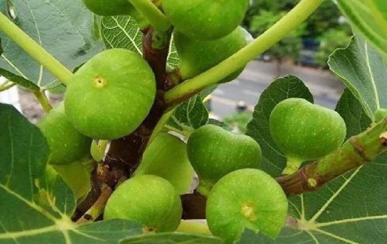 The method of planting potted apples