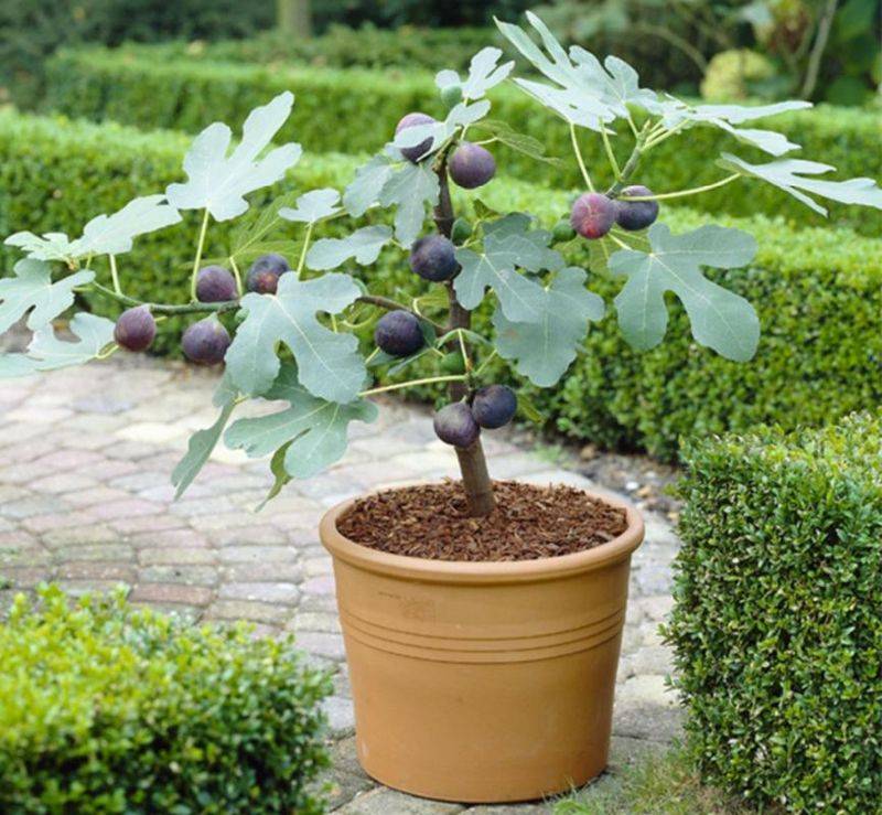 The method of planting potted apples