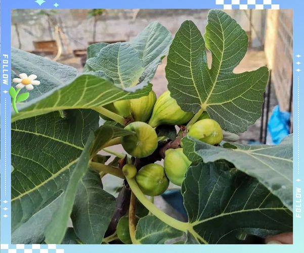 The method of planting potted apples
