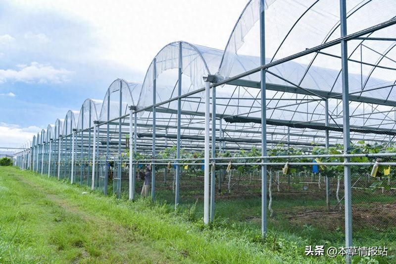 大棚西瓜种植技术大全