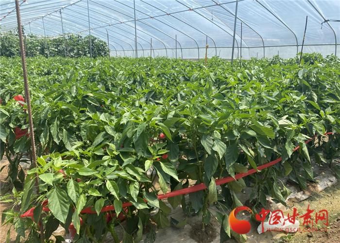 Technology for growing cold cabbage