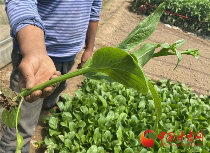 Technology for growing cold cabbage