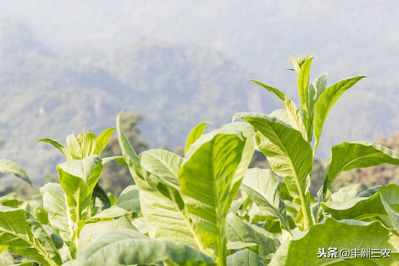 甜玉米种植技术