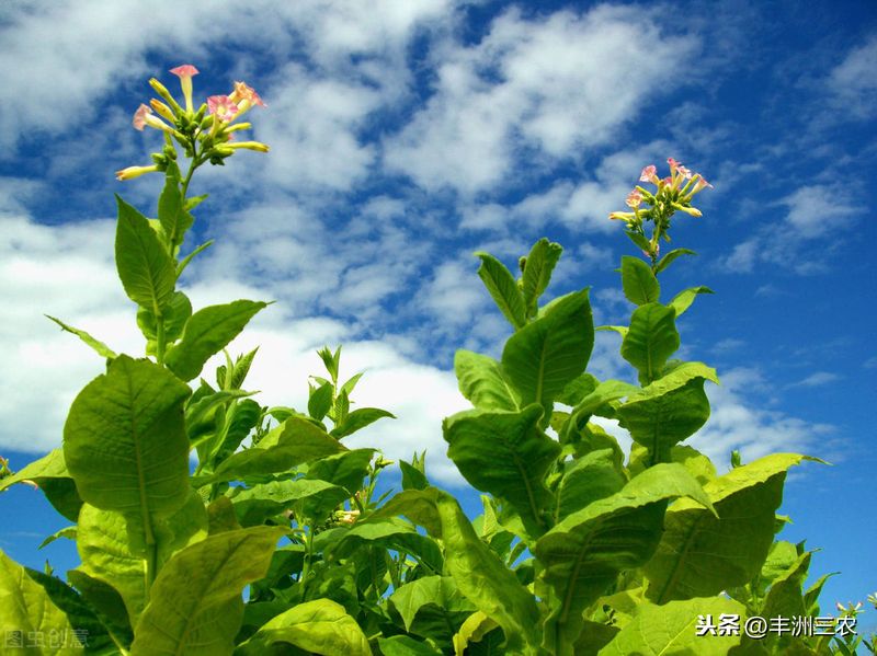 甜玉米种植技术