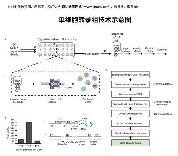 rt pcr实验步骤
